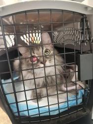 Shelter Stray Female Cat last seen Near Briardale Drive, AUSTIN, TX, 78758, 7201 Levander Loop bldg a, Austin, TX 78702, USA