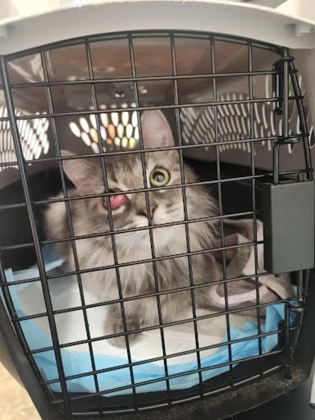 Shelter Stray Female Cat last seen Near Briardale Drive, AUSTIN, TX, 78758, 7201 Levander Loop bldg a, Austin, TX 78702, USA