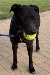 Shelter Stray Female Dog last seen Edens Drive, AUSTIN, TX, 78704, 7201 Levander Loop bldg a, Austin, TX 78702, USA