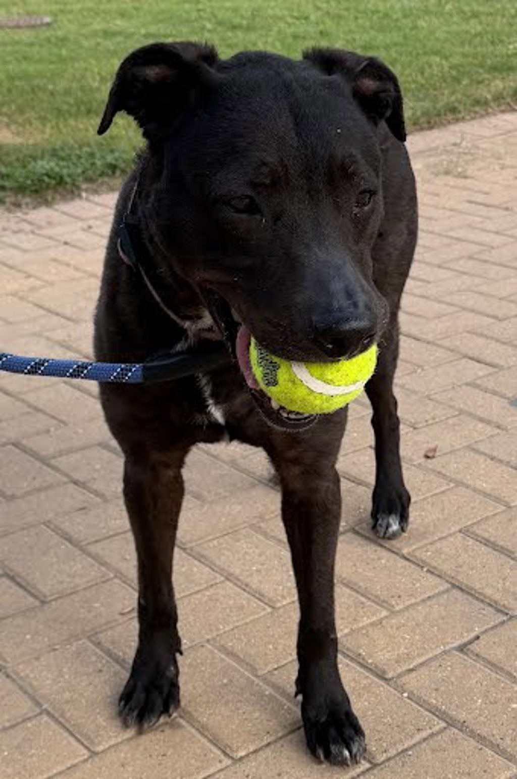 Shelter Stray Female Dog last seen Edens Drive, AUSTIN, TX, 78704, 7201 Levander Loop bldg a, Austin, TX 78702, USA