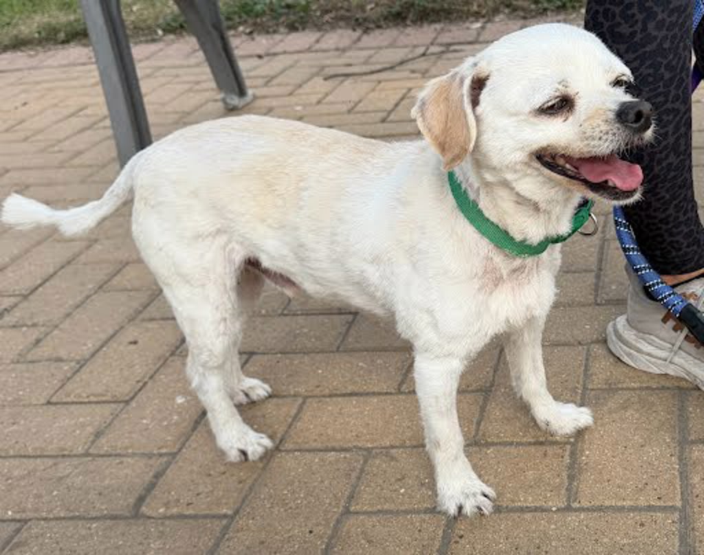 Shelter Stray Male Dog last seen Edens Drive, AUSTIN, TX, 78704, 7201 Levander Loop bldg a, Austin, TX 78702, USA