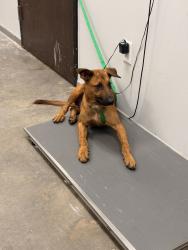 Shelter Stray Male Dog last seen Near Gendarme Road, LAFAYETTE, LA, 70501, 410 Dugas Rd, Lafayette, LA 70507, USA