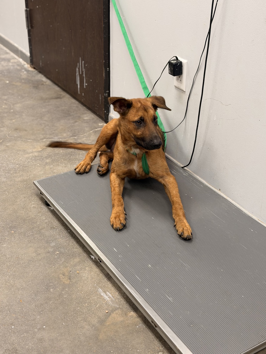 Shelter Stray Male Dog last seen Near Gendarme Road, LAFAYETTE, LA, 70501, 410 Dugas Rd, Lafayette, LA 70507, USA