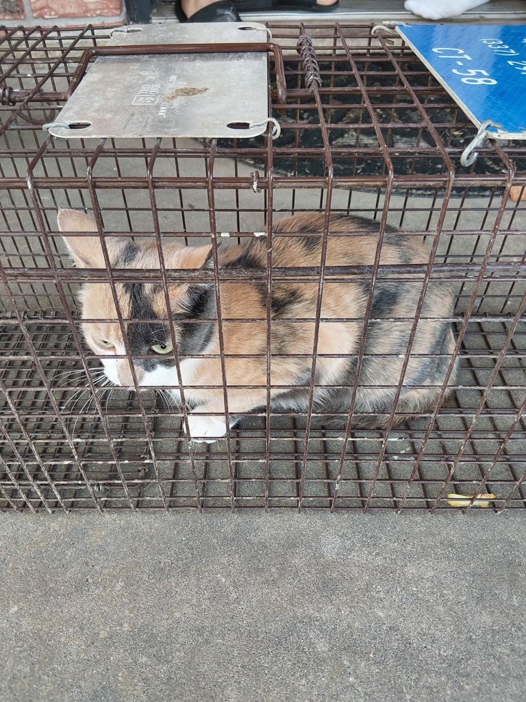 Shelter Stray Female Cat last seen Near Mathews Boulevard, LAFAYETTE, LA, 70508, 410 Dugas Rd, Lafayette, LA 70507, USA