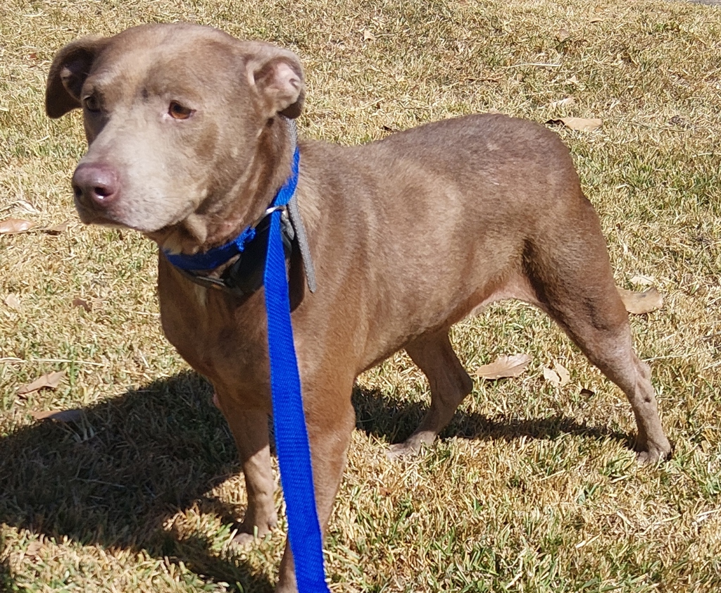Shelter Stray Female Dog last seen Near Elmwood Drive, LAFAYETTE, LA, 70503, 410 Dugas Rd, Lafayette, LA 70507, USA