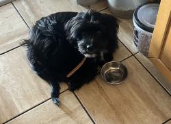 Found/Stray Male Dog last seen Island ave and anaheim st, Los Angeles, CA 90744