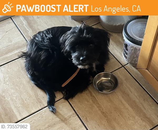 Found/Stray Male Dog last seen Island ave and anaheim st, Los Angeles, CA 90744