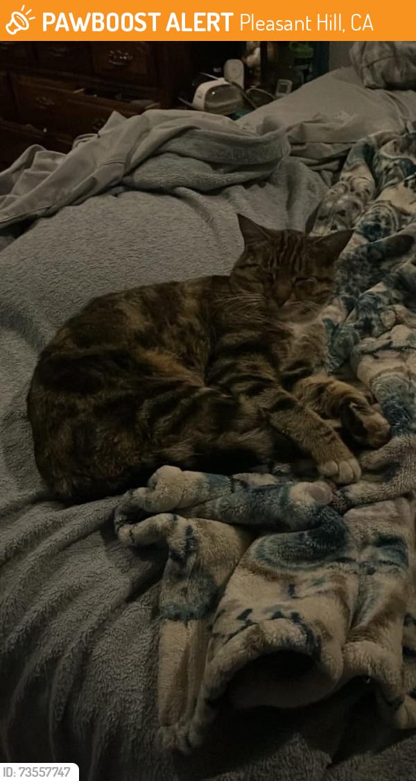 Found/Stray Male Cat last seen Pleasant hill rd and oak park, Pleasant Hill, CA 94523