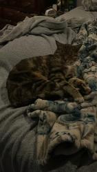 Found/Stray Male Cat last seen Pleasant hill rd and oak park, Pleasant Hill, CA 94523