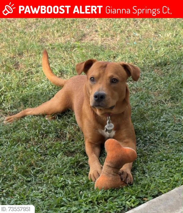 Lost Female Dog last seen Gianna Springs Ct and Atascocita Rd, Gianna Springs Ct,  77346