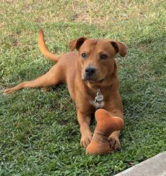 Lost Female Dog last seen Gianna Springs Ct and Atascocita Rd, Gianna Springs Ct,  77346