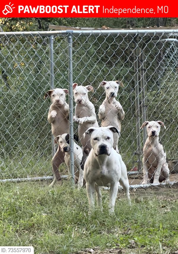 Lost Female Dog last seen Norledge, Independence, MO 64053