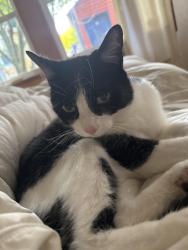 Lost Female Cat last seen Beacon Ave S & S Warsaw St, Seattle, WA 98108