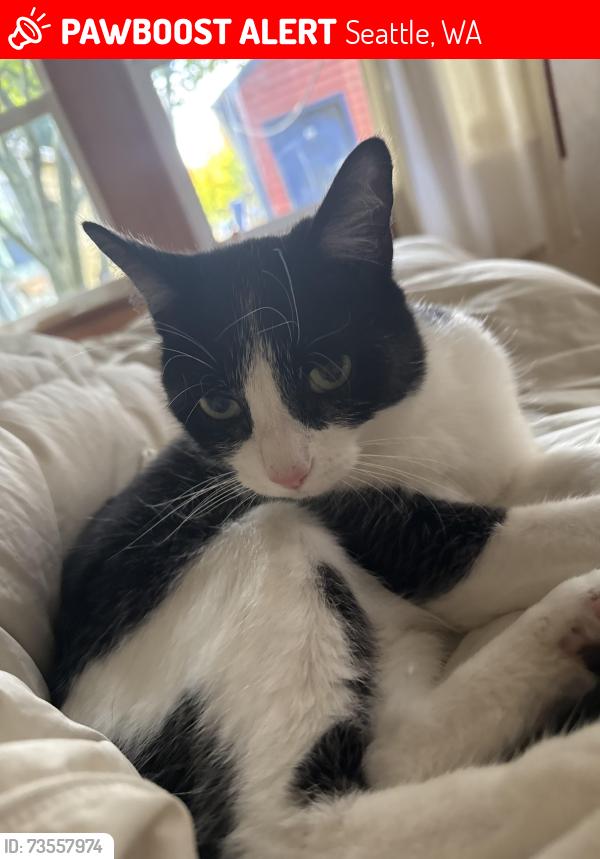 Lost Female Cat last seen Beacon Ave S & S Warsaw St, Seattle, WA 98108