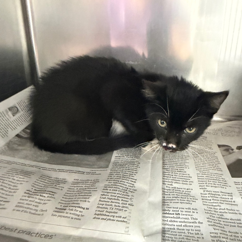 Shelter Stray Male Cat last seen , 2207 Finfeather Rd, Bryan, TX 77801, USA