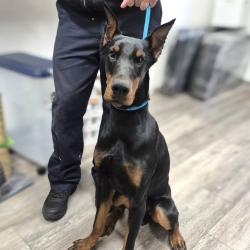 Shelter Stray Male Dog last seen , 2960 Shafto Rd, Tinton Falls, NJ 07753, USA