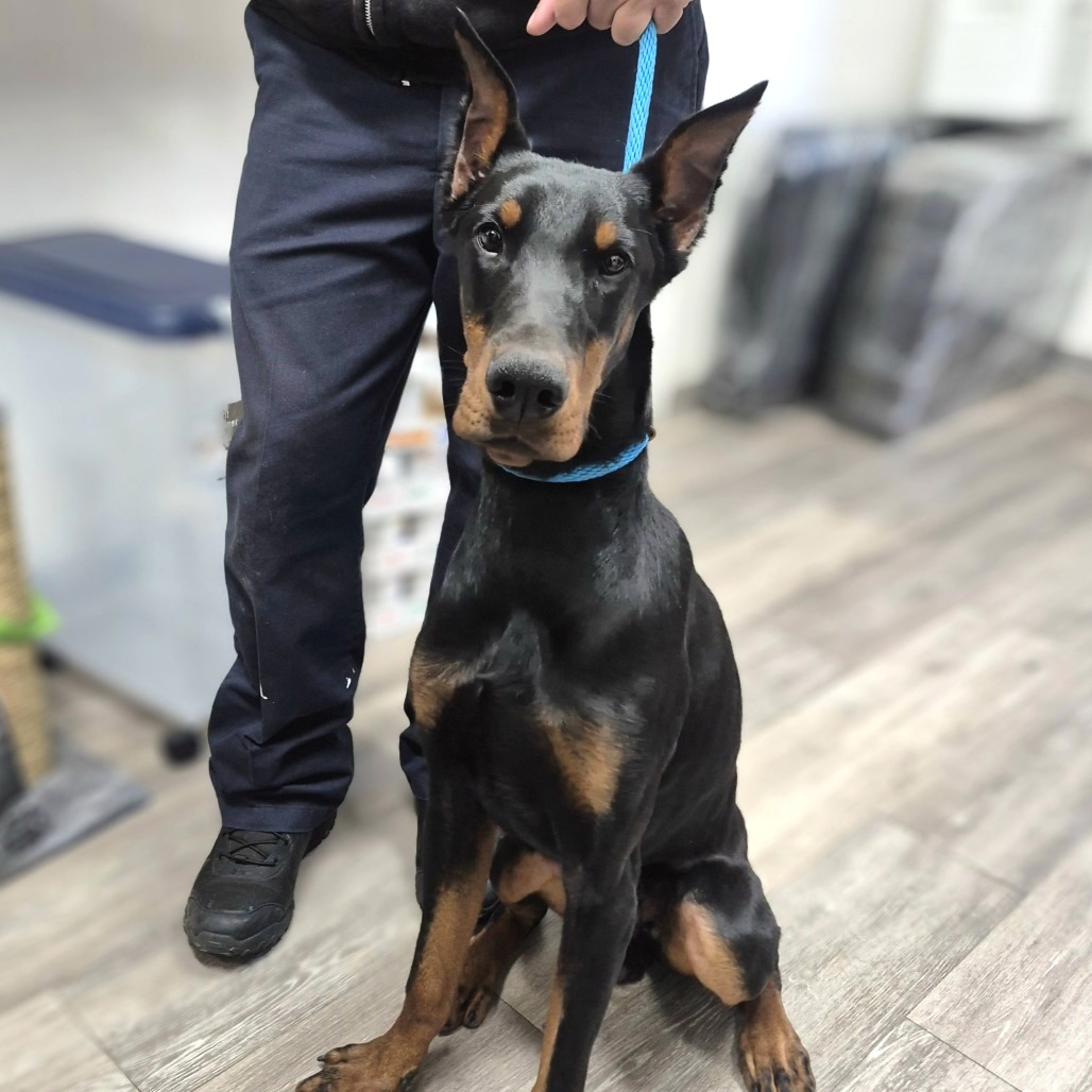 Shelter Stray Male Dog last seen , 2960 Shafto Rd, Tinton Falls, NJ 07753, USA