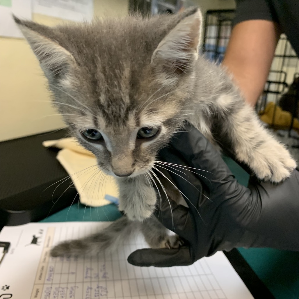 Shelter Stray Male Cat last seen , 361 S Raymond Ave, Pasadena, CA 91105, USA