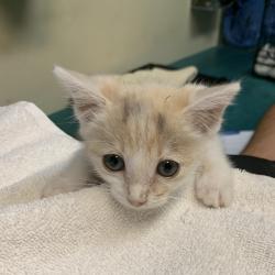 Shelter Stray Female Cat last seen , 361 S Raymond Ave, Pasadena, CA 91105, USA