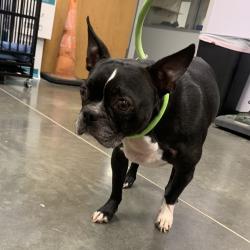 Shelter Stray Male Dog last seen , 3100 Deats Rd, Dickinson, TX 77539, USA