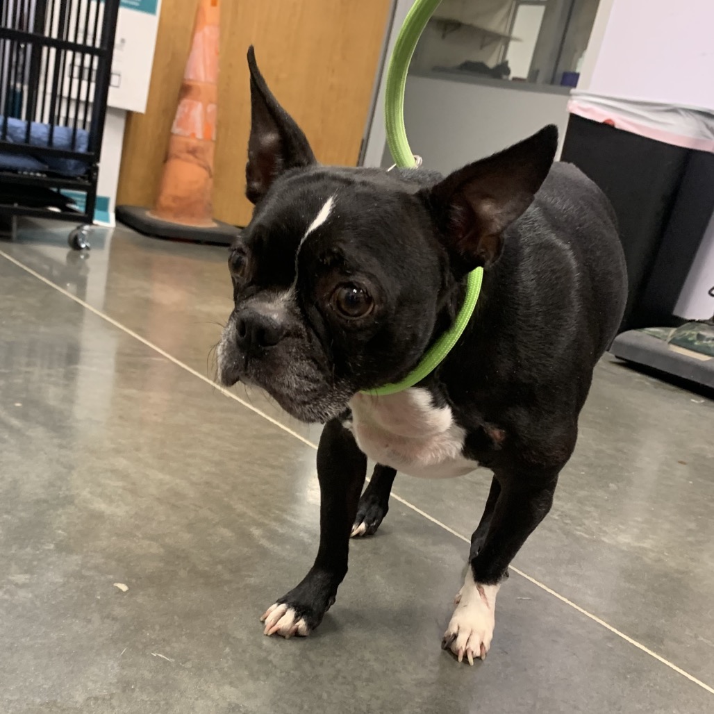 Shelter Stray Male Dog last seen , 3100 Deats Rd, Dickinson, TX 77539, USA