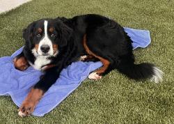 Reunited Male Dog last seen Taylor Blvd and Townsend Place, Lafayette, CA 94549