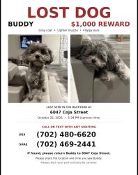 Reunited Male Dog last seen Buffalo & Patrick, Las Vegas, NV 89113