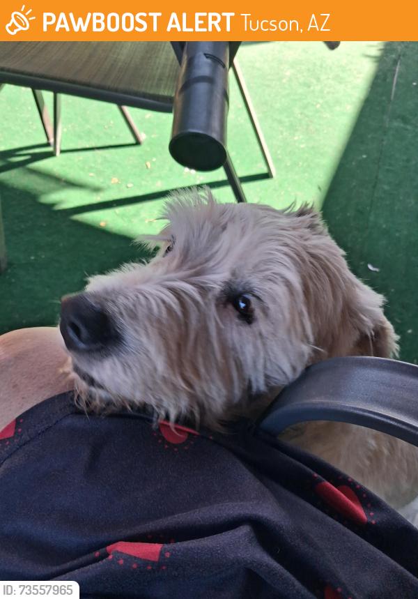 Found/Stray Male Dog last seen Prudence and tamara dr, Tucson, AZ 85730