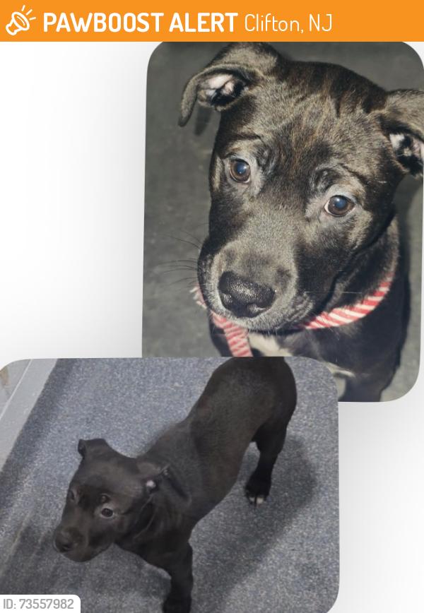 Found/Stray Female Dog last seen 15-51 Main Ave Clifton, Clifton, NJ 07014