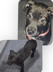 Found/Stray Female Dog last seen 15-51 Main Ave Clifton, Clifton, NJ 07014