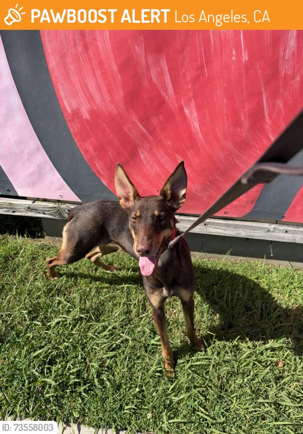 Found/Stray Female Dog last seen Jordan High School Watts, Los Angeles, CA 90002