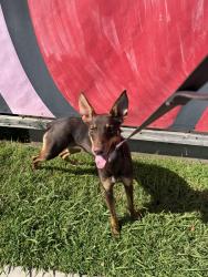 Found/Stray Female Dog last seen Jordan High School Watts, Los Angeles, CA 90002