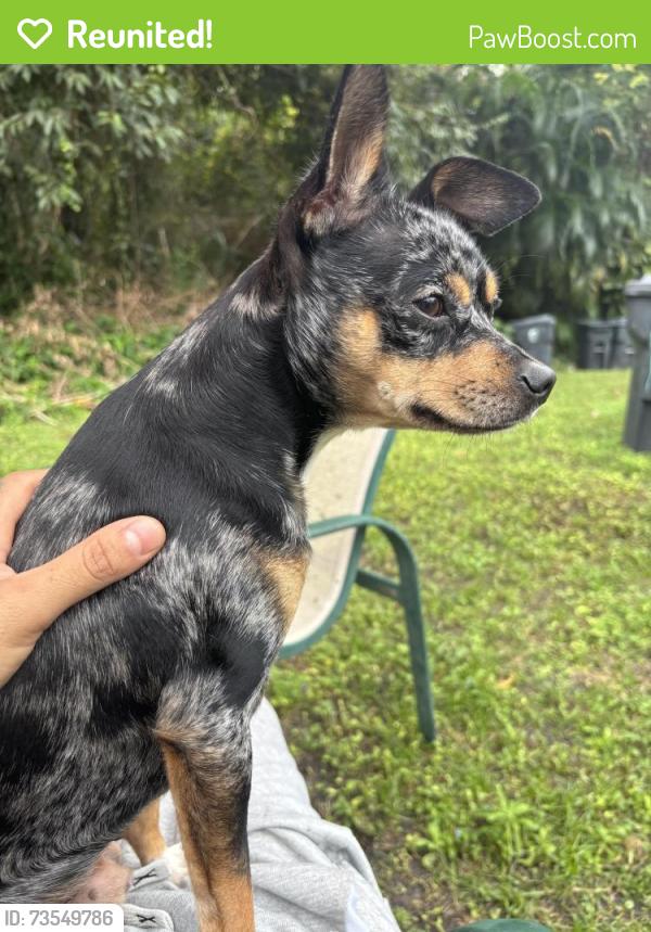 Reunited Male Dog last seen Military and melaleuca in Town square by Publix, Greenacres, FL 33463