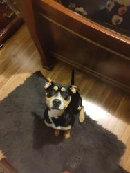 Reunited Male Dog last seen 25th and thurmond, Winston-Salem, NC 27105