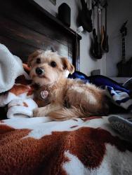 Lost Female Dog last seen Columbia & Black Cat, Nampa, ID 83687