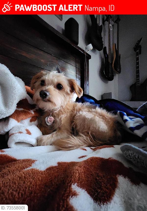 Lost Female Dog last seen Columbia & Black Cat, Nampa, ID 83687