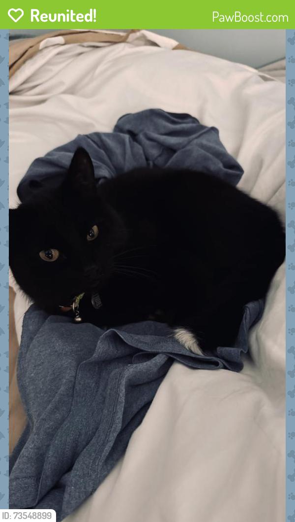 Reunited Male Cat last seen Treasure Cove, Winnipeg, Winnipeg, MB R3X 1Z7
