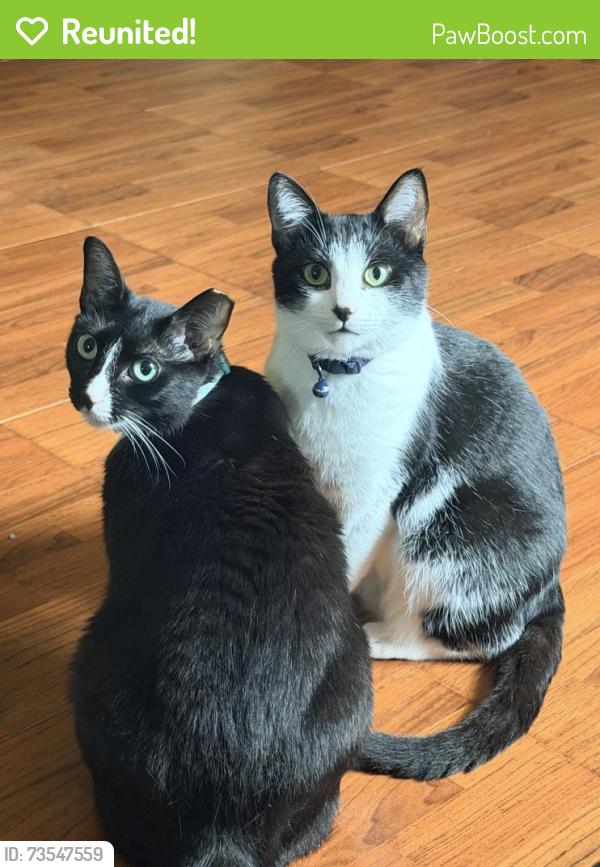 Reunited Female Cat last seen Lakeview, Fort Lauderdale, FL 33309