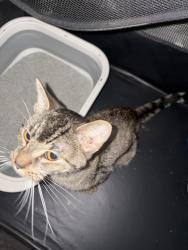 Found/Stray Female Cat last seen Road close to Geneva thruway exit, Phelps, NY 14532