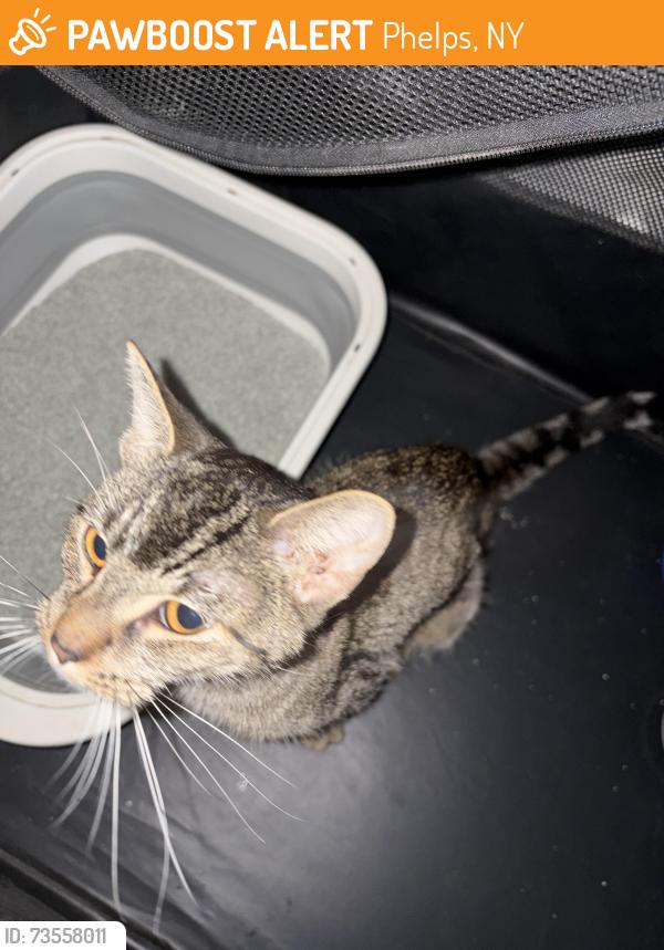Found/Stray Female Cat last seen Road close to Geneva thruway exit, Phelps, NY 14532
