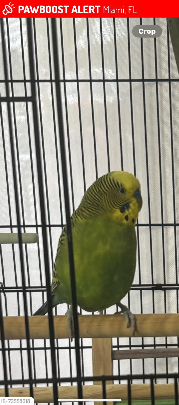 Lost Male Bird last seen Across street of empty plot of land, close to apmts, Miami, FL 33174