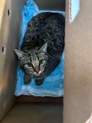 Shelter Stray Male Cat last seen Near S Hunter St, Stockton, CA 95206, USA, 1575 S Lincoln St, Stockton, CA 95206, USA