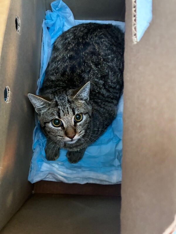 Shelter Stray Male Cat last seen Near S Hunter St, Stockton, CA 95206, USA, 1575 S Lincoln St, Stockton, CA 95206, USA