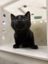 Shelter Stray Male Cat last seen Near Mill St, Bountiful, UT 84010, USA, 1422 E 600 N, Fruit Heights, UT 84037, USA