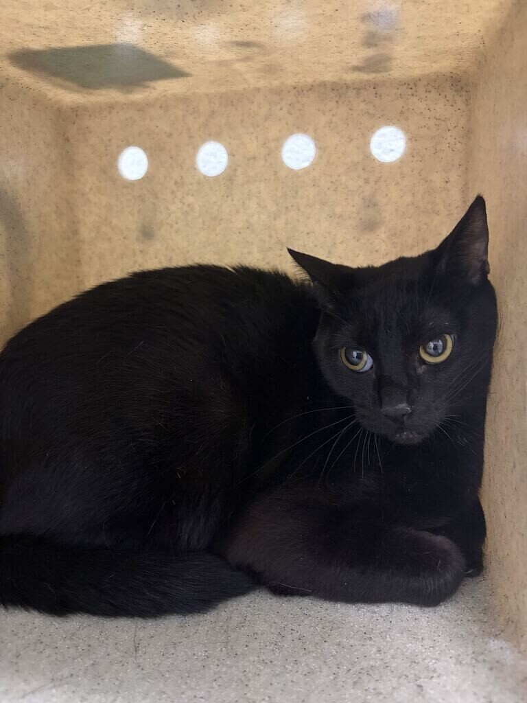 Shelter Stray Female Cat last seen Near Mill St, Bountiful, UT 84010, USA, 1422 E 600 N, Fruit Heights, UT 84037, USA
