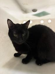 Shelter Stray Male Cat last seen Near Mill St, Bountiful, UT 84010, USA, 1422 E 600 N, Fruit Heights, UT 84037, USA