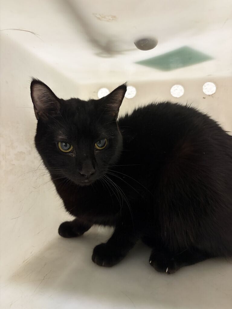 Shelter Stray Male Cat last seen Near Mill St, Bountiful, UT 84010, USA, 1422 E 600 N, Fruit Heights, UT 84037, USA
