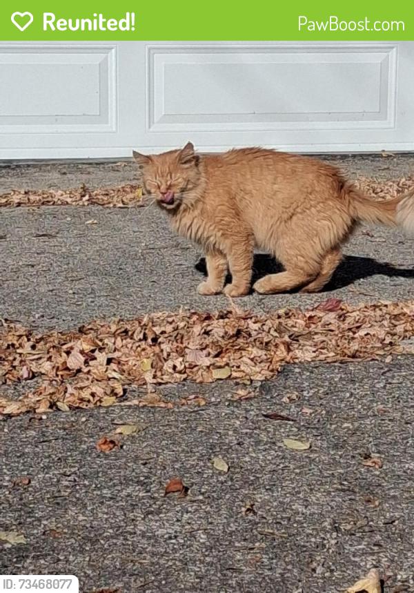 Reunited Male Cat last seen Near Talbot back lane, Winnipeg, MB R2L 0S4