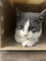 Shelter Stray Female Cat last seen Near N 4350 W, West Point, UT 84015, USA, 1422 E 600 N, Fruit Heights, UT 84037, USA