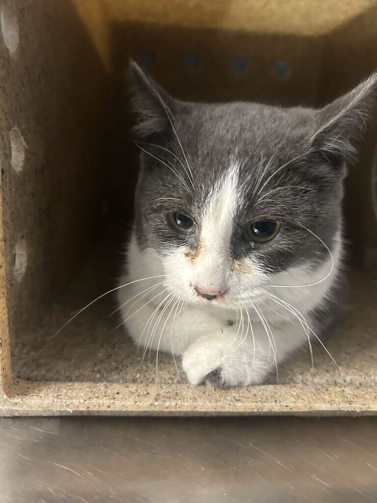 Shelter Stray Female Cat last seen Near N 4350 W, West Point, UT 84015, USA, 1422 E 600 N, Fruit Heights, UT 84037, USA